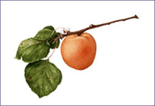 apricot