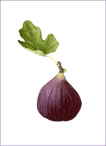 brownTurkeyFig
