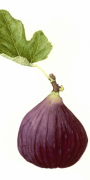 fig