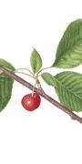 sourcherry