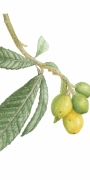 Loquat card