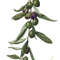 European Olive