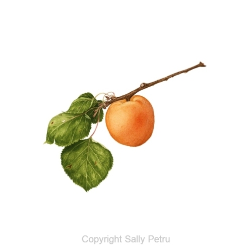 Apricot edited copy