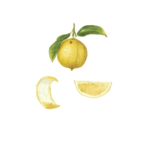 Bergamot website