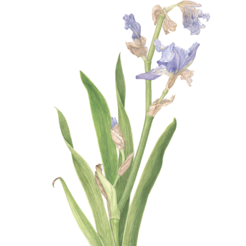 BlueBeardedIris_edited-1