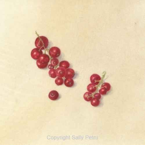 Red Currants