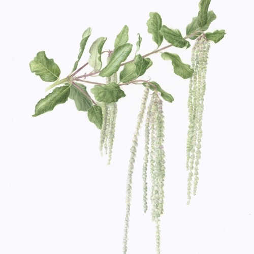 'Evie' Silk Tassel Bush