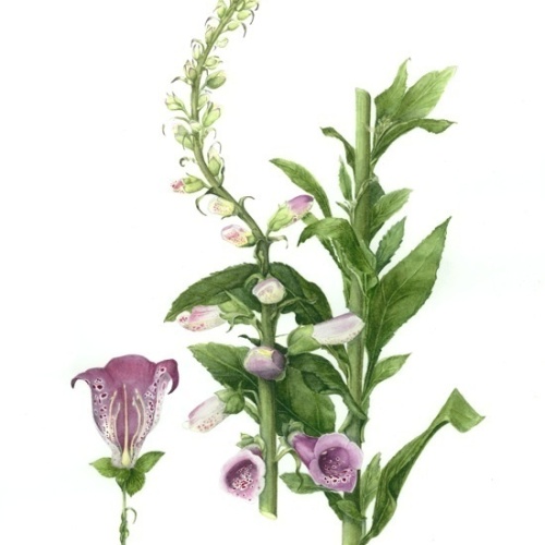Foxglove