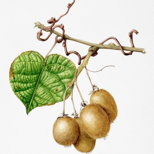 Kiwi copy-edited