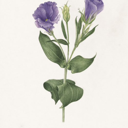 Lisianthus