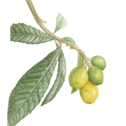 Loquat