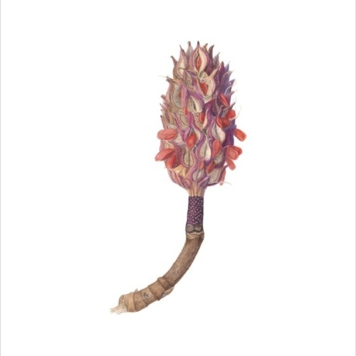 Magnolia Seed Pod editedcopy