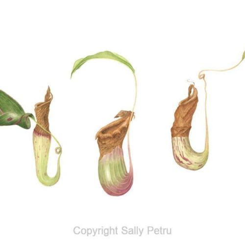 Nepenthes