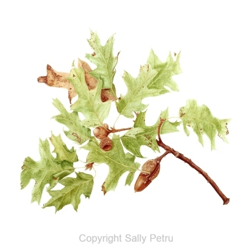 Oak edited copy