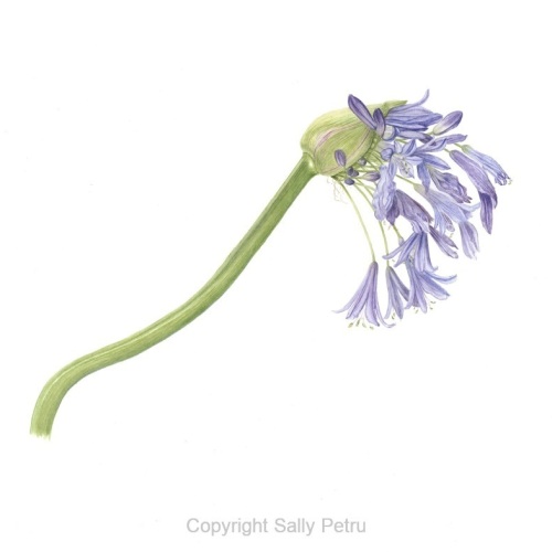 Petru, Agapanthus africanus