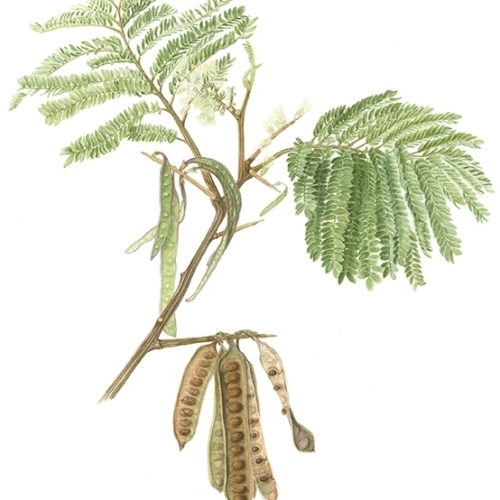 Plume Albizia