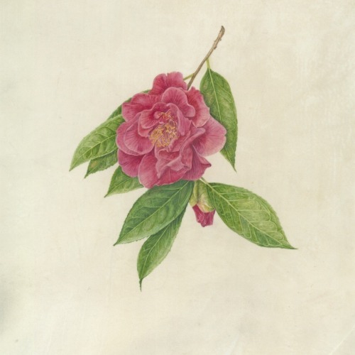 Camelia