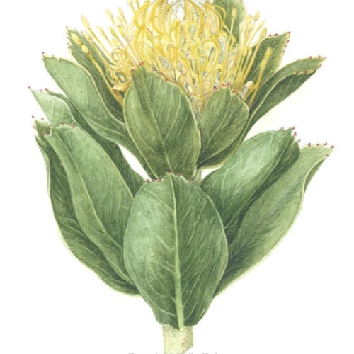 Petru Green Tree Pincushion