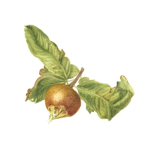 Petru Medlar