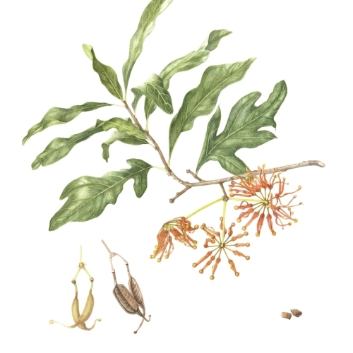 Petru, Sally Firewheel Tree