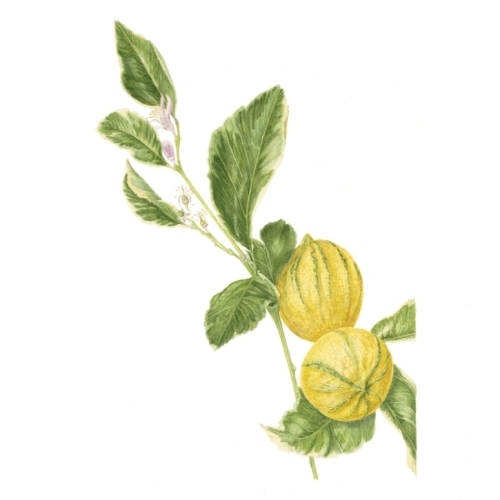 Variegated Eureka