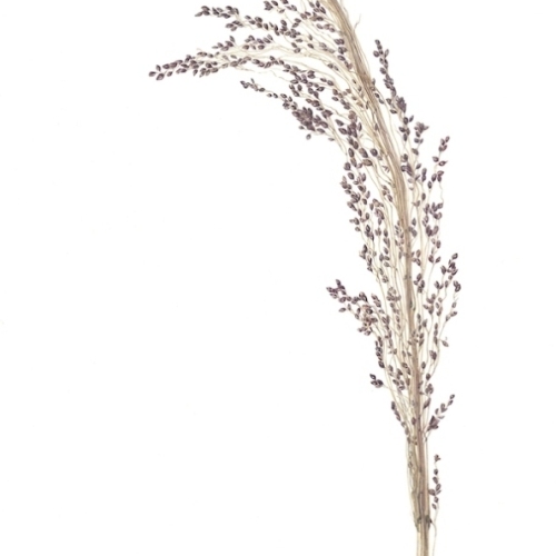 Petru-Sorghum-copy
