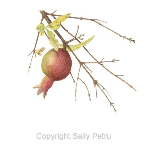 Pomegranate low res copy