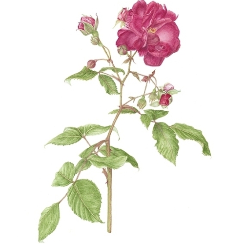 Rose 'Blaze'
