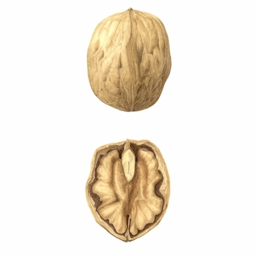 Walnuts editedcopy