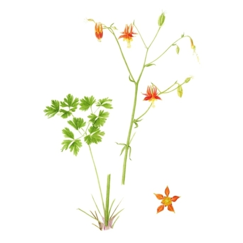 WesternColumbine editedcopy