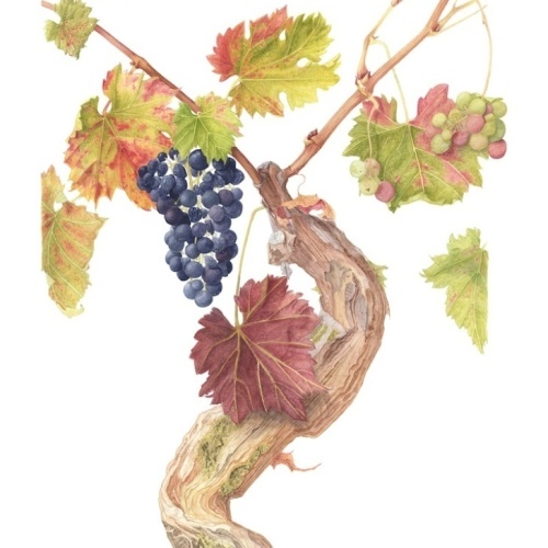 Zinfadel grapes edited copy