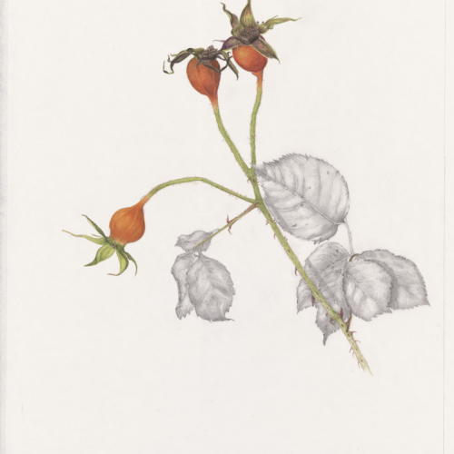 Rose Hips